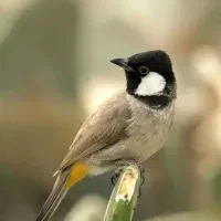 سهره اهوازی|پرنده|فردیس, نگارستان|دیوار