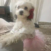 واگذاری سگ شیتزو