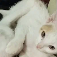 واگذاری گربه