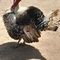 یک عدد بوقلمون نر و دوعدد خروس