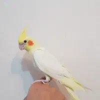 جوجه دوماهه و نیمه دانه خور عروس هلندی نر و سخنگو