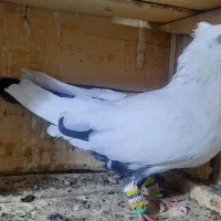 کبوتر|پرنده|شوط, |دیوار