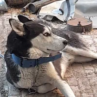 سگ هاسکی|سگ|اصفهان, حصه جنوبی|دیوار