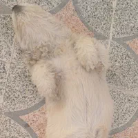 سگ پشمالو|سگ|خرمآباد, |دیوار