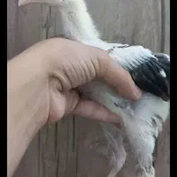 جوجه لاری اصیل