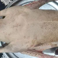 گوشت غاز محلی