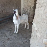 دوتا بزغاله نر جنس بالا|حیوانات مزرعه|مراوه, |دیوار