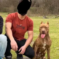 پیتبول ماده اصیل