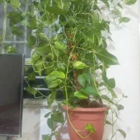 گل پتوس ابلق