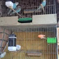 مرغ عشق ۴ عدد به همراه ۴ تا قفس الهیه