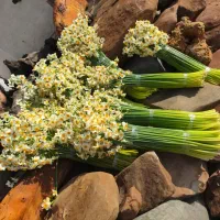 گل  نرگس|گل و گیاه طبیعی|شیراز, ترمینال باربری|دیوار