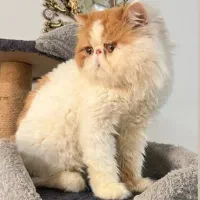 واگذاری رایگان گربه پرشین اگزتیک