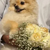 توله سگ پامر