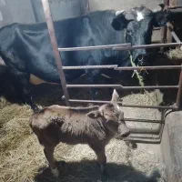 گاو گیل دورگ همراه با گوساله ماده جرسی|حیوانات مزرعه|لاهیجان, لفمجان|دیوار