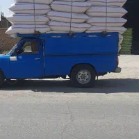 کاه گندم و گندم و جو