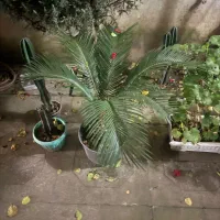 فروش سیکاس|گل و گیاه طبیعی|رشت, لاکانی|دیوار