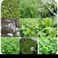 سبزی خورشتی