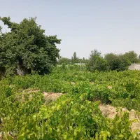 باغ انگور|فروش زمین و ملک کلنگی|ارومیه, |دیوار