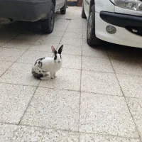 خرگوش|موش و خرگوش|اهواز, کیان اباد|دیوار