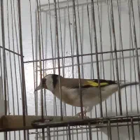 سهره 3عدد و یکی جوجه سهره نر|پرنده|خسروشاه, |دیوار