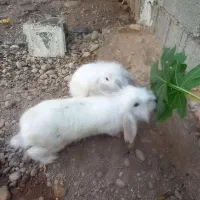 خرگوش لوپ