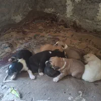 واگذاری توله سرابی|سگ|ایرانشهر, |دیوار