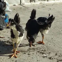 نیمچه گلین فول چهل تاج ریش کاکل|حیوانات مزرعه|شاهین‌شهر, گزبرخوار|دیوار