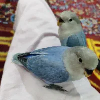 گمشده