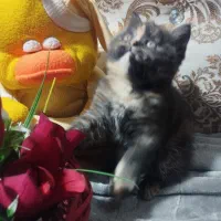 واگذاری گربه بریتیش|گربه|برازجان, |دیوار