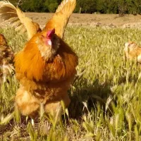 مرغ و خروس زینتی آرامانا نخودی