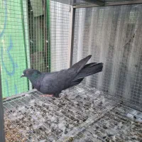 قلاق .شکار|پرنده|خمینی‌شهر, |دیوار