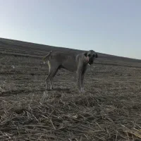سگ سرابی اصیل ۲۸ماهه