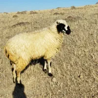 توغلی دامازدیغ|حیوانات مزرعه|ارشق, |دیوار