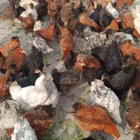 مرغ تخم گذار رسمی گل پایگان|حیوانات مزرعه|قلعه نو, |دیوار