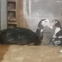 حدود ۳۰ عدد اردک اسرائیلی نروماده نژاد سنگین وزن|حیوانات مزرعه|امیرکلا, |دیوار