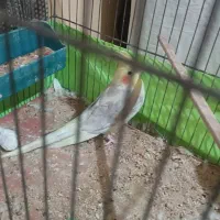 جفت عروس هلندی|پرنده|سمنان, |دیوار