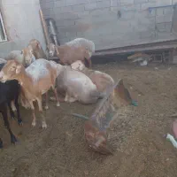 میش بره ماده چینی|حیوانات مزرعه|تربت جام, جامرود|دیوار