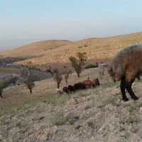 قوچ همو و ۲عدد میش دو قلوزا