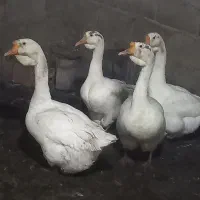 غاز قو غاز|حیوانات مزرعه|آزادشهر, |دیوار