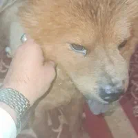 سگ چاو چاو فروش فی 12