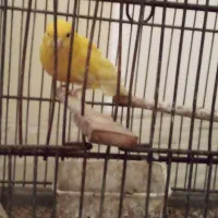 فروش قناری وسینه سرخ نر
