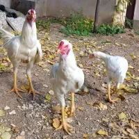 مرغ و خروس لاری|حیوانات مزرعه|آبیک, |دیوار