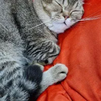 گربه بریتیش|گربه|بندرلنگه, |دیوار