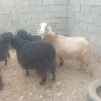 هشت عدد بز ابستن