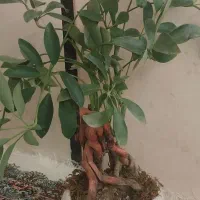 بونسای شلفرا