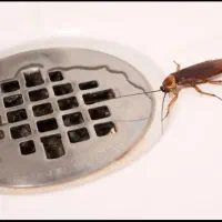 سمپاشی صددرصد تضمینی سم پاشی سوسک و ساس و..|خدمات نظافت|بومهن, |دیوار