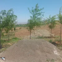 باغ ۳۰۰۰ متر مربع  زنجانرود فروش فوری|فروش زمین و ملک کلنگی|زنجانرود, |دیوار