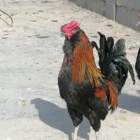 خروس|حیوانات مزرعه|شیراز, گچی|دیوار