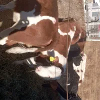 گوساله شیرخواروخوراک استان گلستان