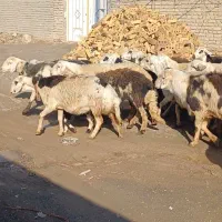 میش کله سفیدپلنگی|حیوانات مزرعه|زاوه, |دیوار